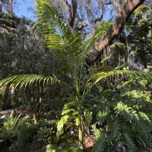 Leu Gardens Clinostigma savoryanum