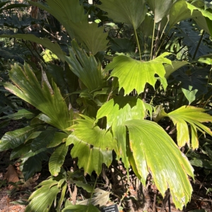 Leu Gardens Arenga hookeriana
