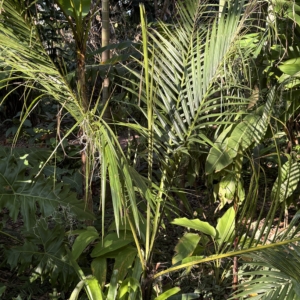 Leu Gardens Acantophoenix crinita