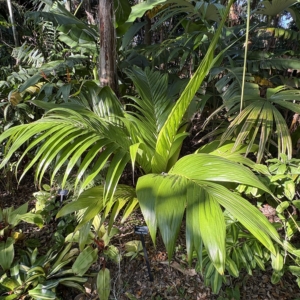 Leu Gardens neoveitchia storckio