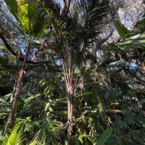 Leu Gardens Syagrus schizophylla