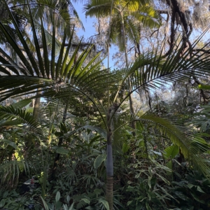 Leu Gardens Archontophoenix purpurea