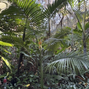 Leu Gardens Archontophoenix maxima