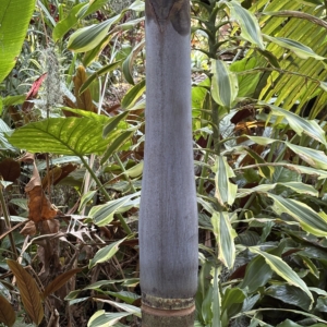 Leu Gardens Archontophoenix purpurea crownshaft