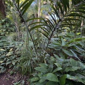 Leu Gardens Chrysalidocarpus prestonianus