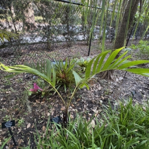 Leu Gardens Bentinckia condapanna