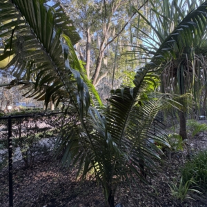 Leu Gardens Chrysalidocarpus lastellianus