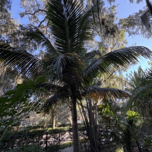 Leu Gardens Satake liukiuensis