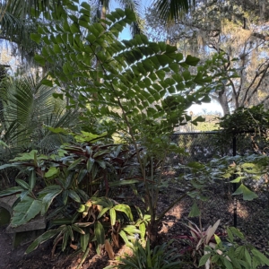 Leu Gardens Caryota obtusa