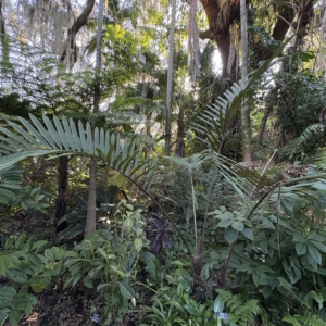Leu Gardens Arenga micrantha