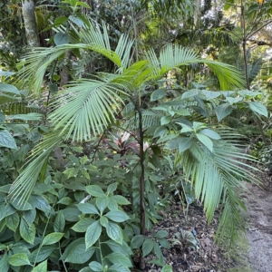 Leu Gardens Euterpe edulis
