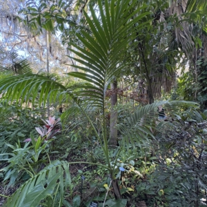 Leu Gardens Clinostigma savoryanum