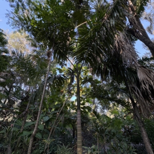 Leu Gardens Roystonea maisiana