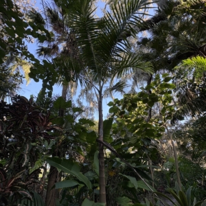 Leu Gardens Roystonea lenis