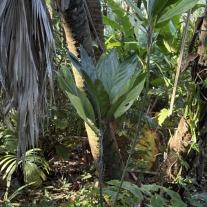 Leu Gardens Chamaedorea metallica