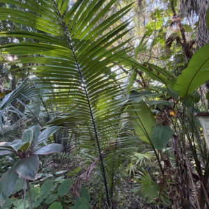 Leu Gardens Attalea
