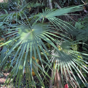 Leu Gardens Coccothrinax barbadensis