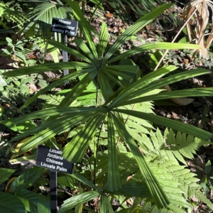 Leu Gardens Licuala fordiana