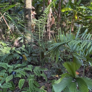 Leu Gardens Gaussia maya