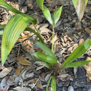 Leu Gardens Cyrtostachys bakeri