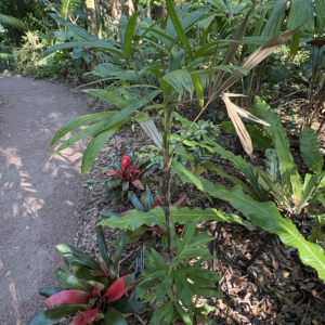 Leu Gardens Chuniophoenix nana