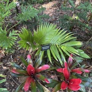 Leu Gardens Cyphosperma trichospadix