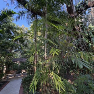 Leu Gardens Chamaedorea microspadix