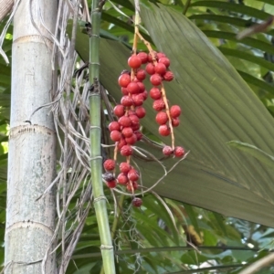 Le Gardens Chamaedorea microspadix