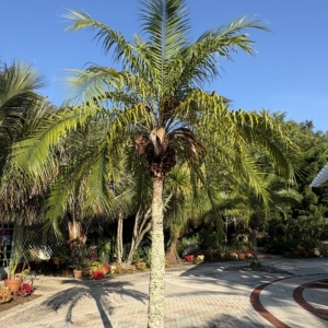 Leu Gardens Phoenix rupicola x roebelinii