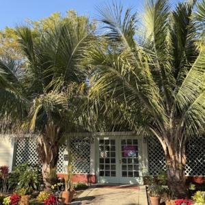 Leu Gardens Beccariophoenix alfredii