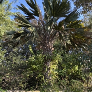 Leu Gardens Sabal Lisa