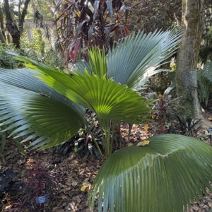 Leu Gardens Pritchardia beccariana