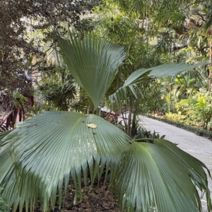 Leu Gardens Pritchardia remota