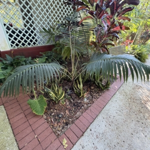 Leu Gardens Dictyosperma var. conjugatum