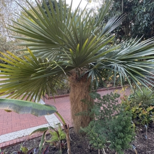 Leu Gardens Coccothrinax crinta