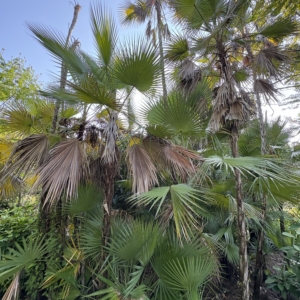 Leu Gardens Acoelorraphe wrightii