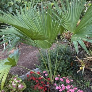 Leu Gardens Trachycarpus latisectus