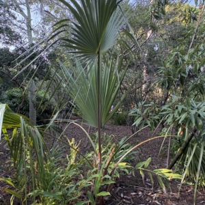 Leu Gardens Livistona mariae