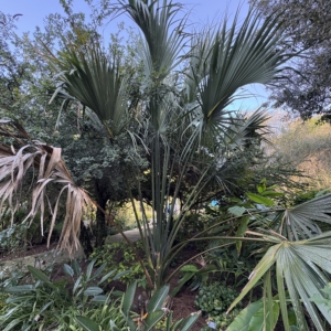 Leu Gardens Sabal bermudana