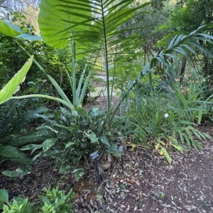 Leu Gardens Gaussia-gomez pompae