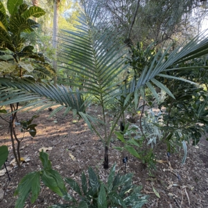Leu Gardens  Cyphophoenix alb