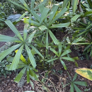 Leu Gardens Licuala spinosa