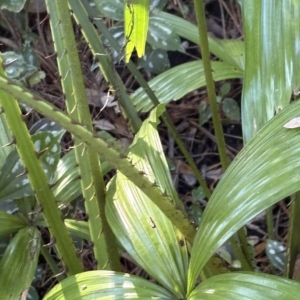 Leu Gardens Licuala Espinosa spiny petioles
