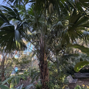 Leu Gardens Livistona saribus