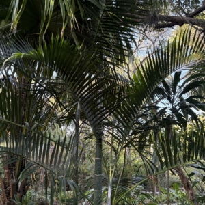Leu Gardens Chrysalidocarpus pembanus