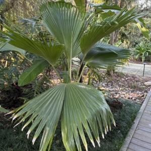 Leu Gardens Pritchardia hillenbrandii