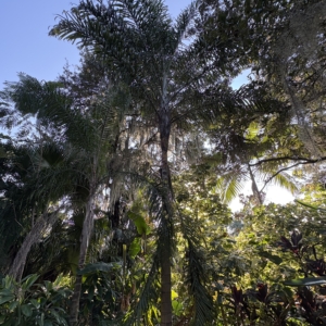 Leu Gardens Chrysalidocarpus madagascariensis