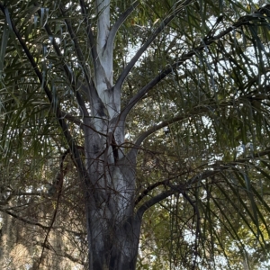 Leu Gardens Chrysalidocarpus madagascariensis