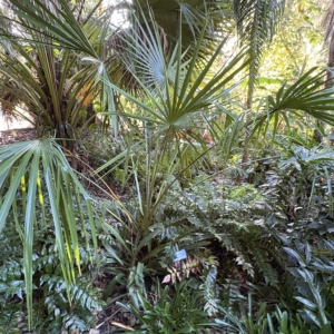 Leu Gardens Livistona decora