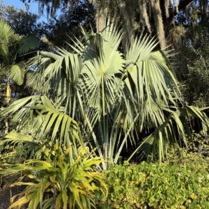 Leu Gardens Sabal domingensis